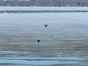 Eagles on River Ice