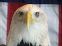 Old Eagle Eyes