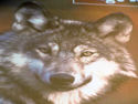 Photo from Wolf Lecture